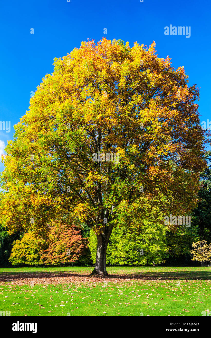 Autumn tree in the parkland of the Bowood Estate in Wiltshire. Stock Photo
