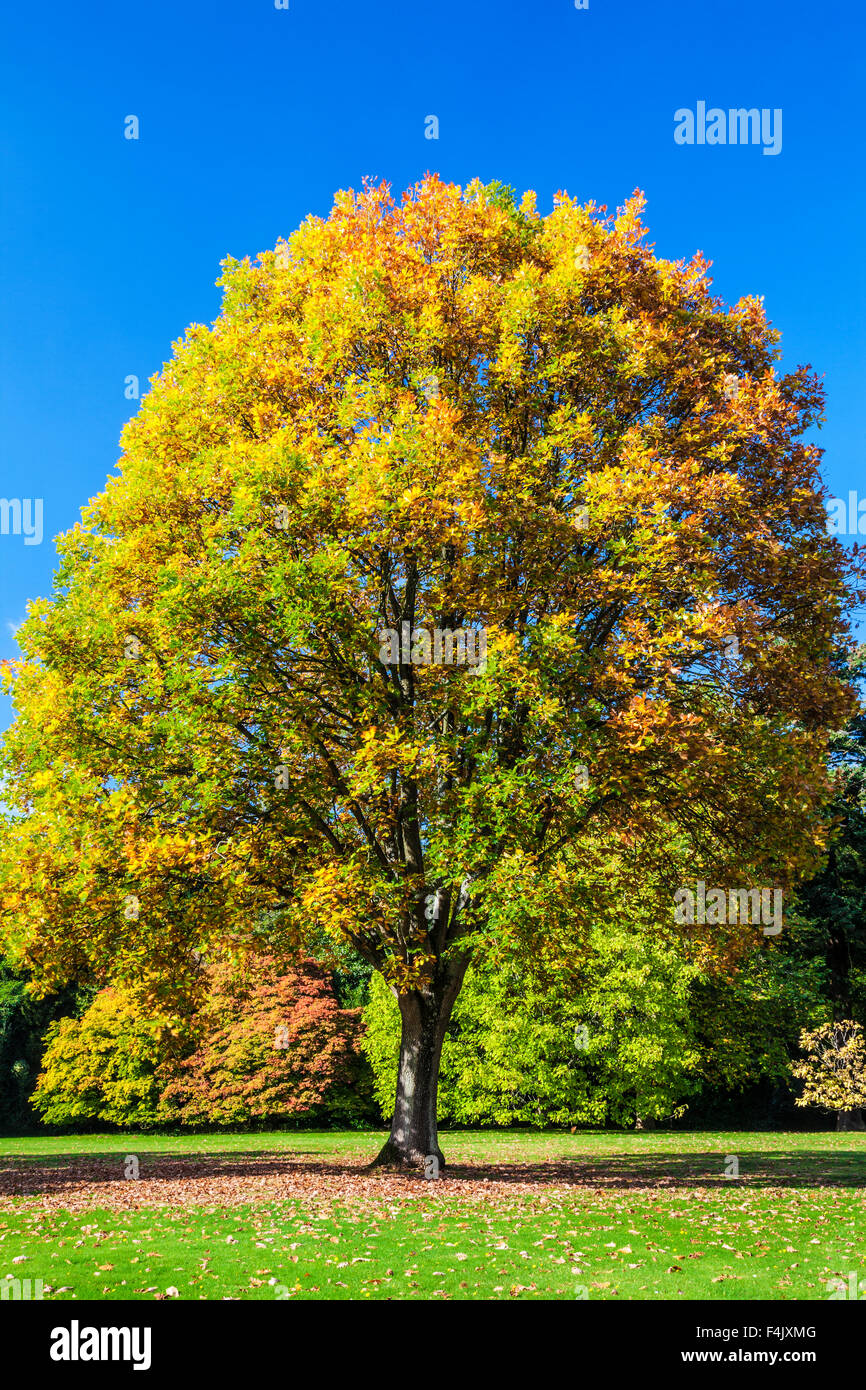 Golden tree leaves hi-res stock photography and images - Alamy