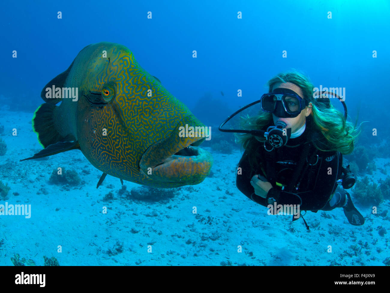 Napolean and diver Stock Photo