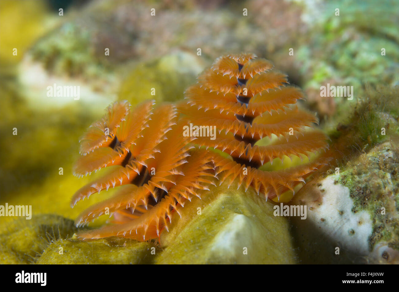 Xmas tree worm Stock Photo Alamy