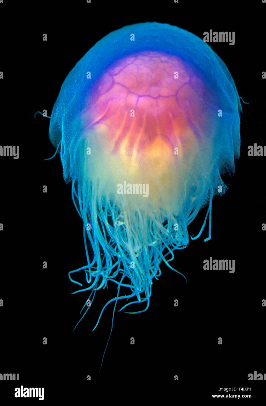 Blue Jellyfish Stock Photo