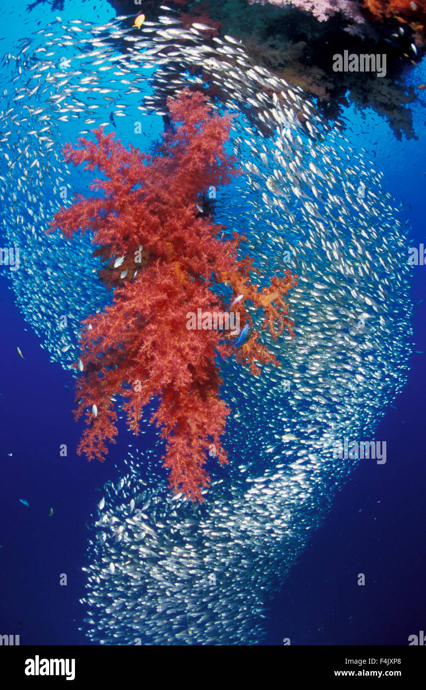 Soft coral and sweepers Stock Photo