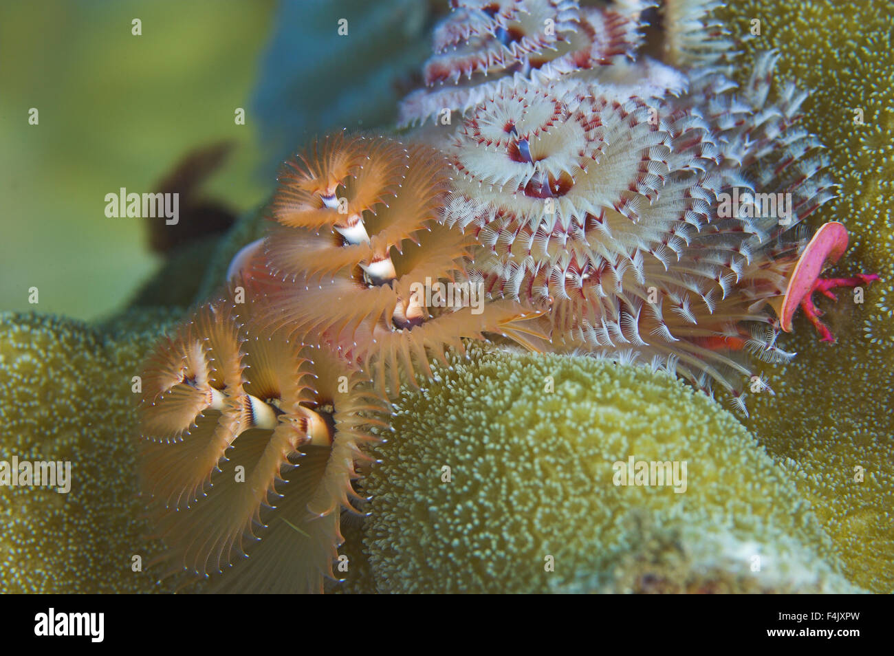Xmas tree worm Stock Photo Alamy