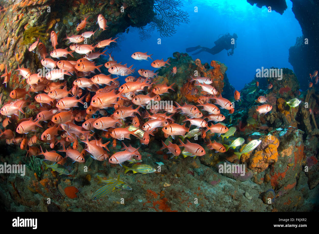 Reef scene Stock Photo