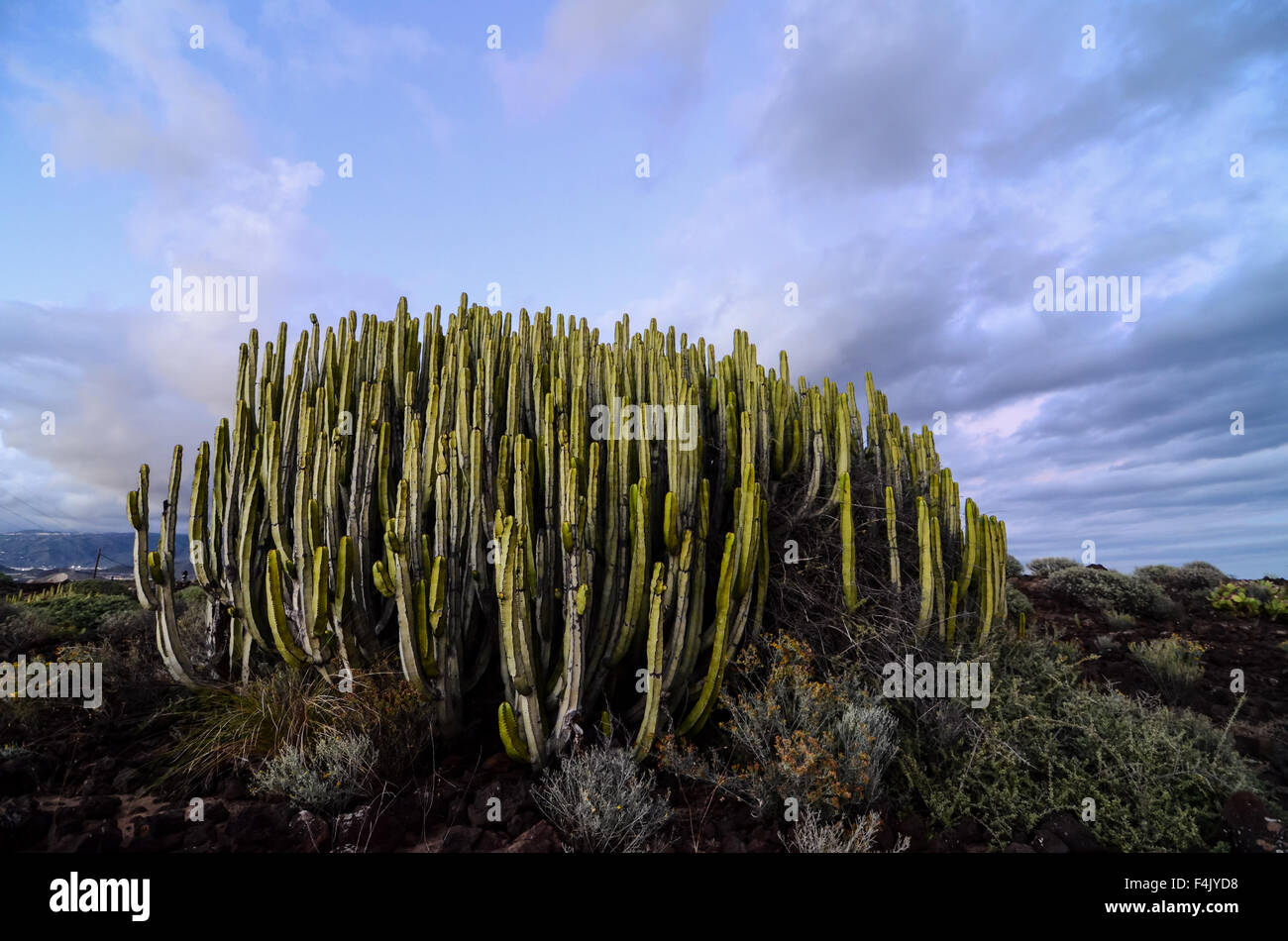 Calm Cactus Desert Sunset Stock Photo - Alamy