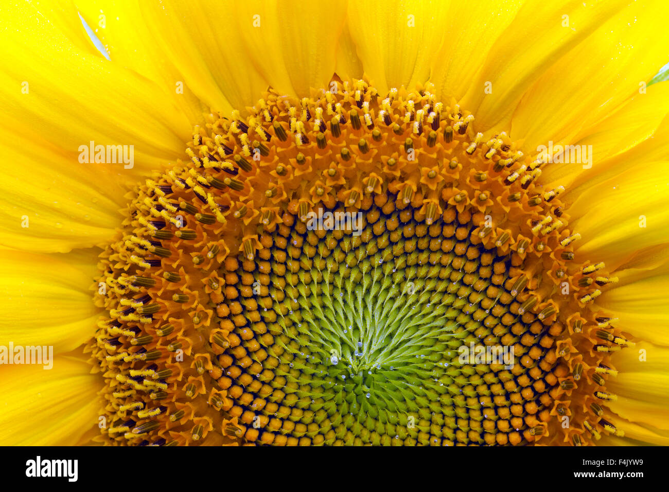 Common sunflower (Helianthus annuus) close up showing flower head displaying florets Stock Photo