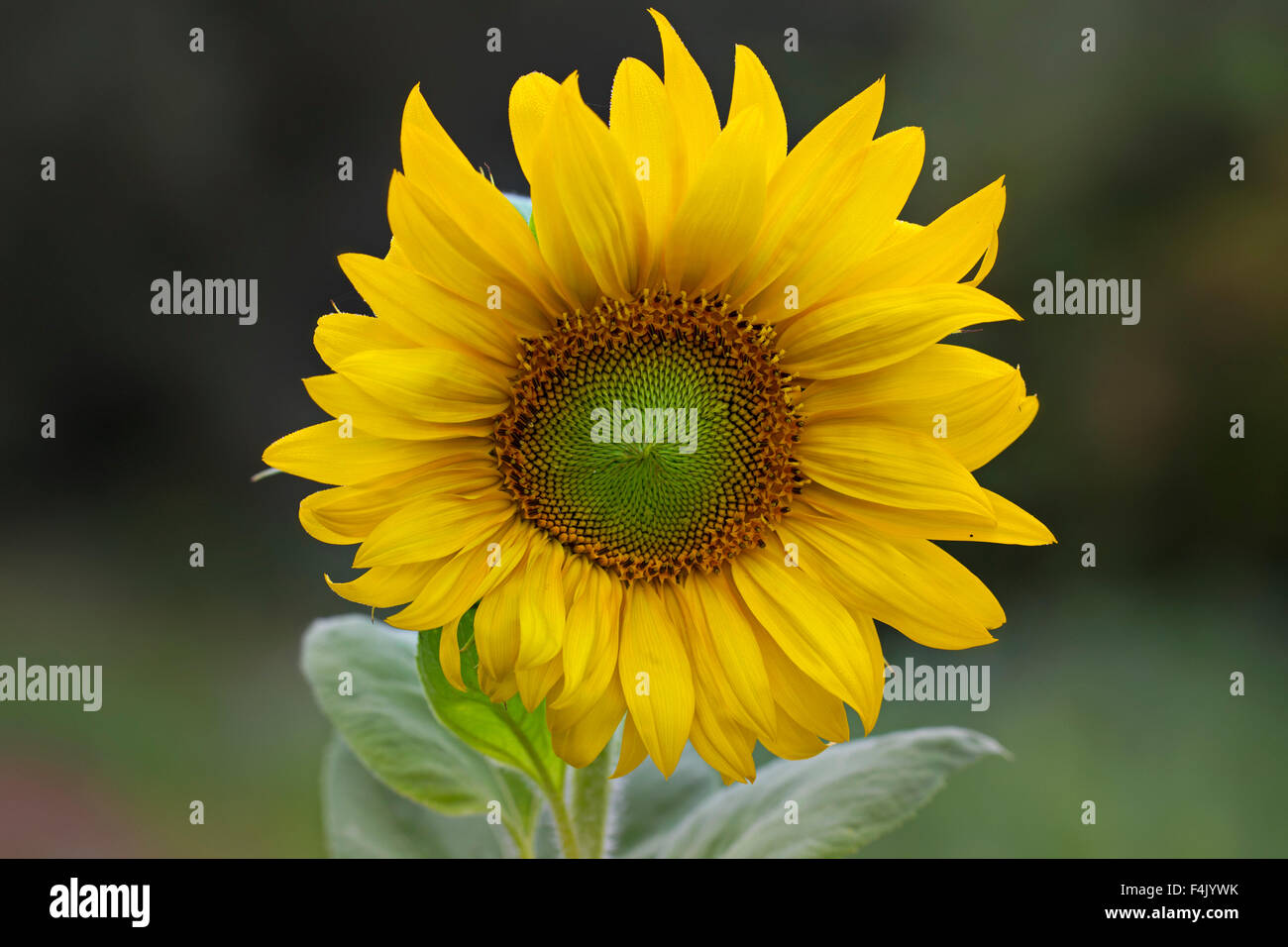 Common sunflower (Helianthus annuus) flowering in field Stock Photo - Alamy
