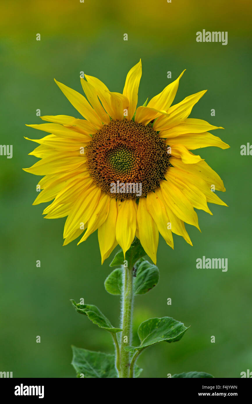 Common sunflower (Helianthus annuus) flowering in field Stock Photo