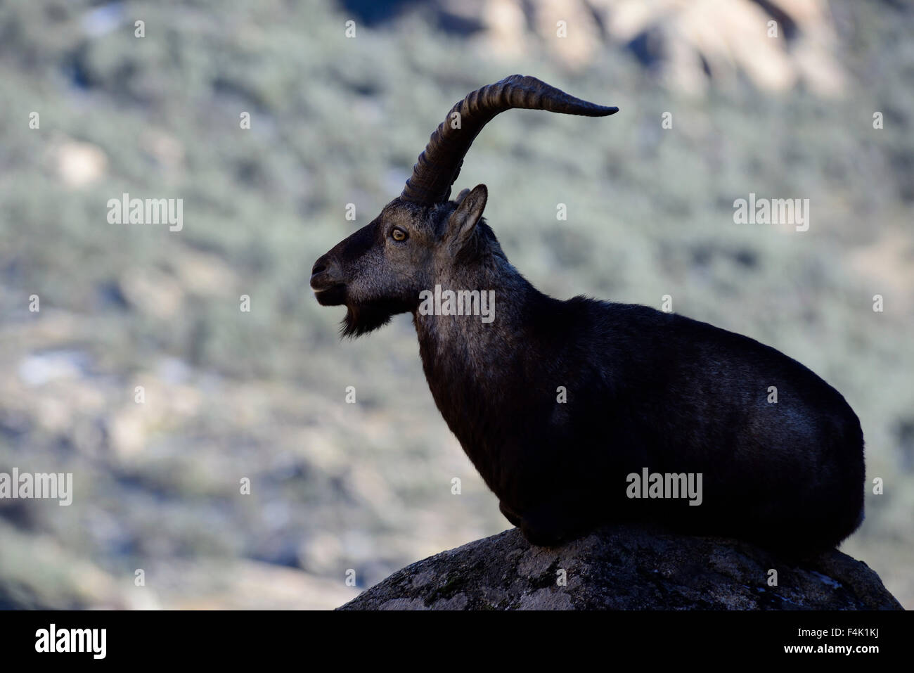 Goat (Capra hispanica) in La Pedriza near Manzanares el Real, Madrid, Spain Stock Photo
