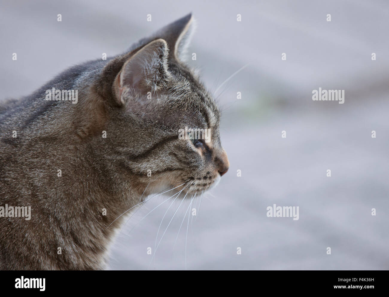 Close Up Tabby Cat blurry background Ontario Canada Stock Photo - Alamy