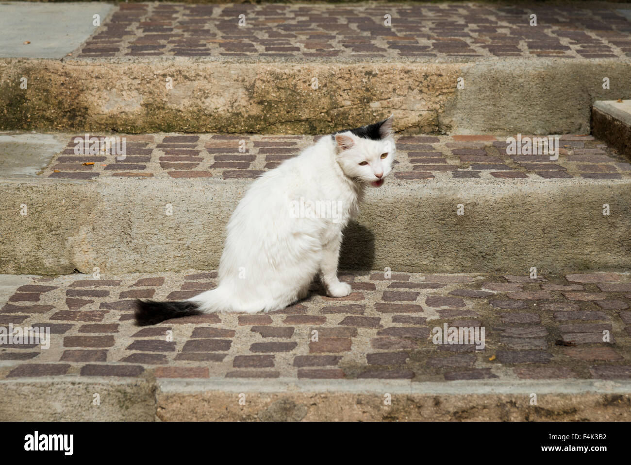 A black and white cat sitting on stone steps outside Stock Photo - Alamy