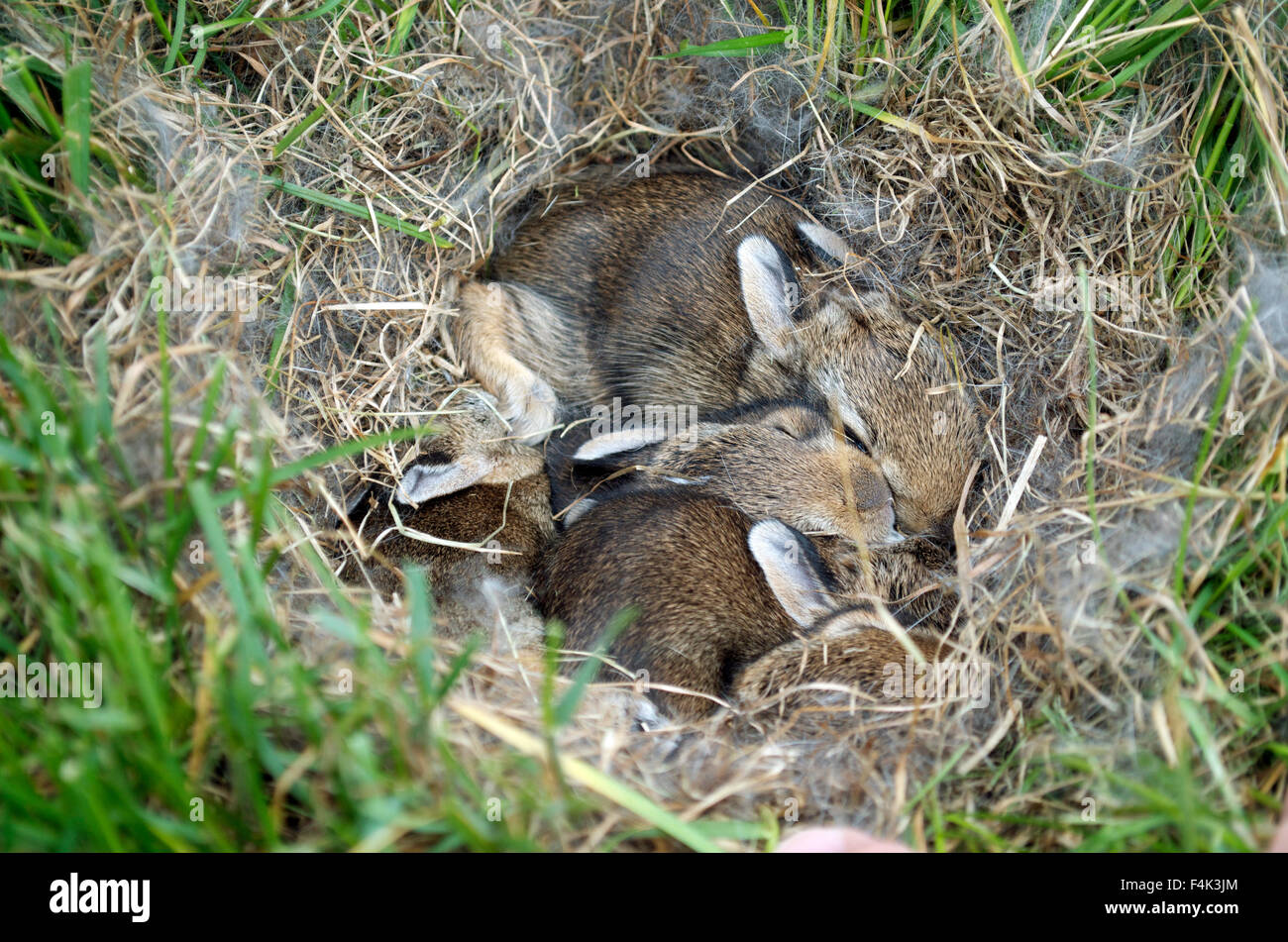 Wild Bunny Nest In The Grass Stock Photo