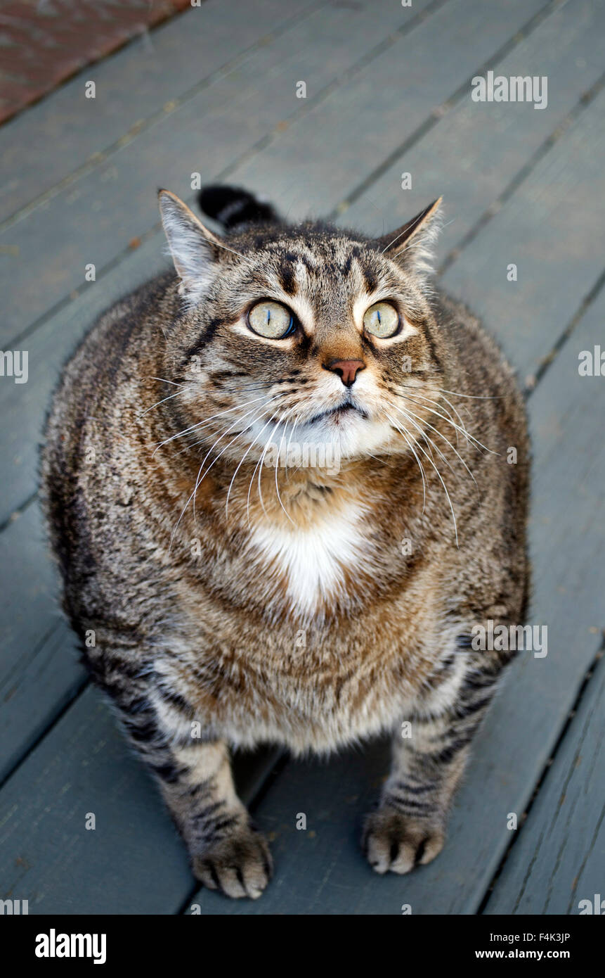 Fat Cat Stock Photo