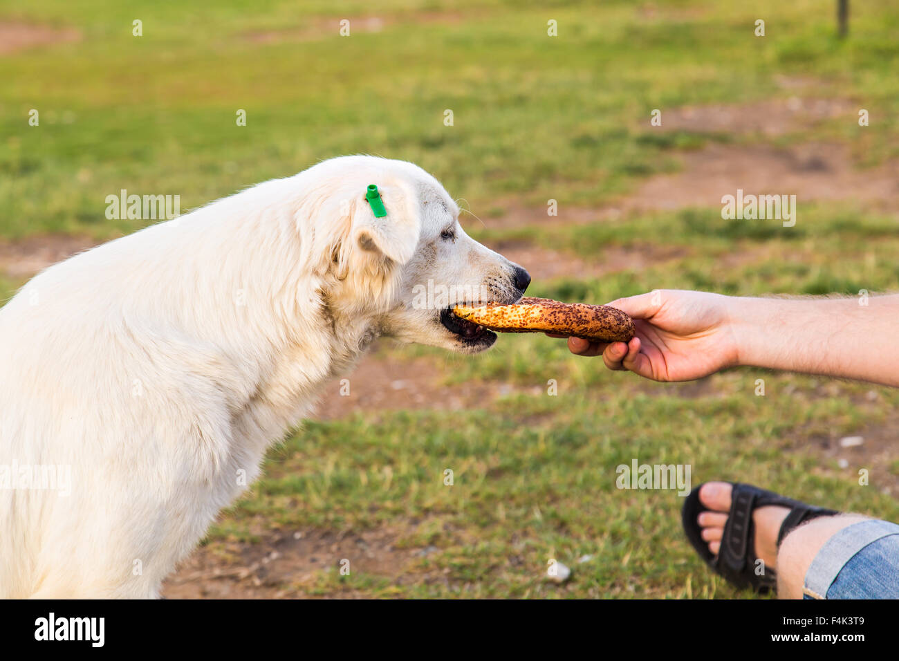 feeding homeless dog Stock Photo Alamy