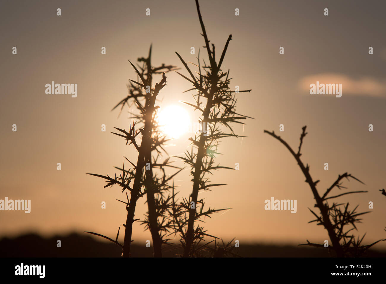 Sunset through some brambles. Stock Photo