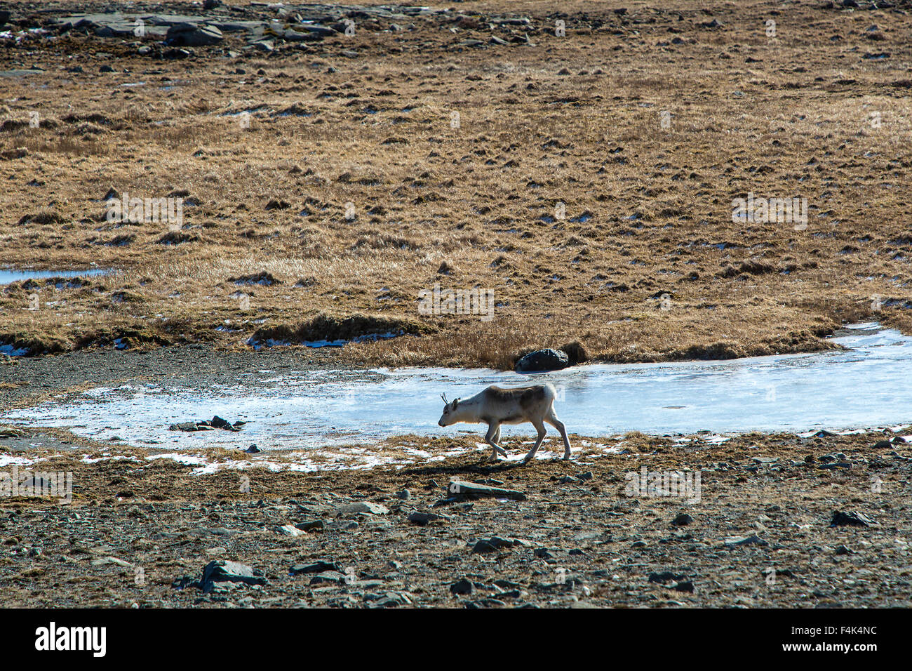 Reindeer at a lake in Iceland Stock Photo