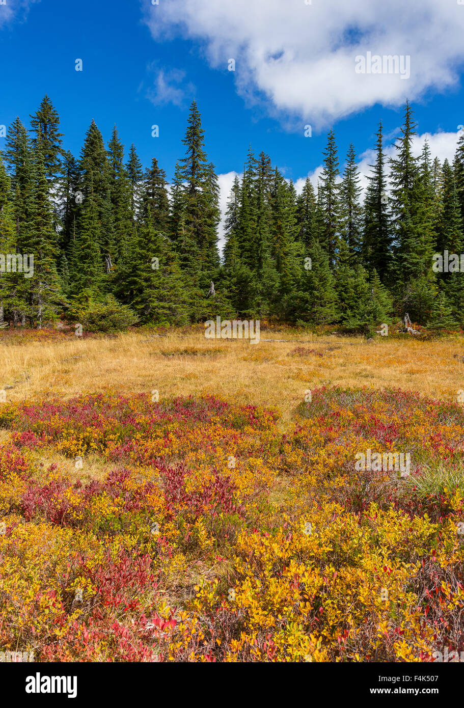 GIFFORD PINCHOT NATIONAL FOREST, WASHINGTON, USA - Autumn foliage in Indian Heaven Wilderness. Stock Photo