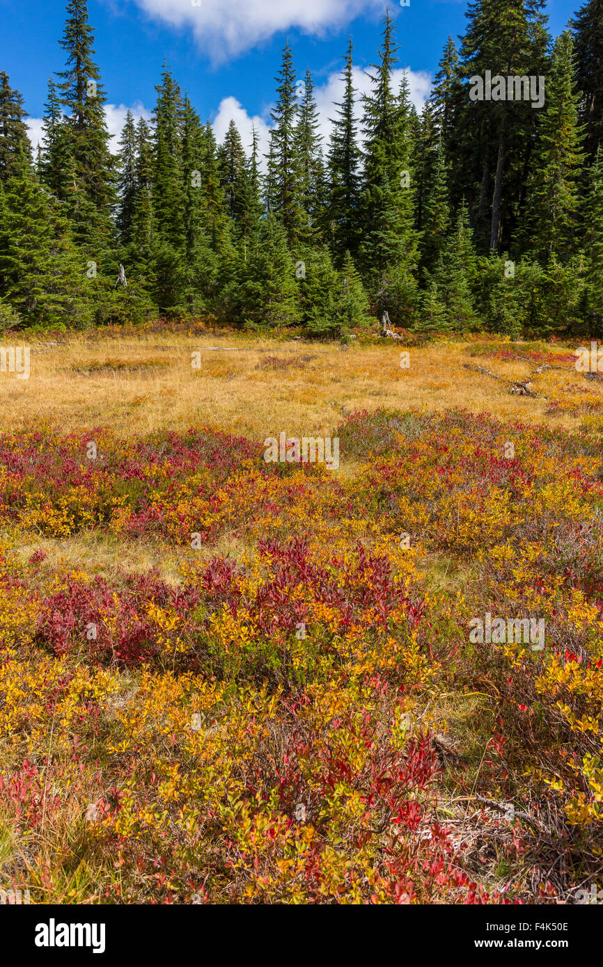 GIFFORD PINCHOT NATIONAL FOREST, WASHINGTON, USA - Autumn foliage in Indian Heaven Wilderness. Stock Photo