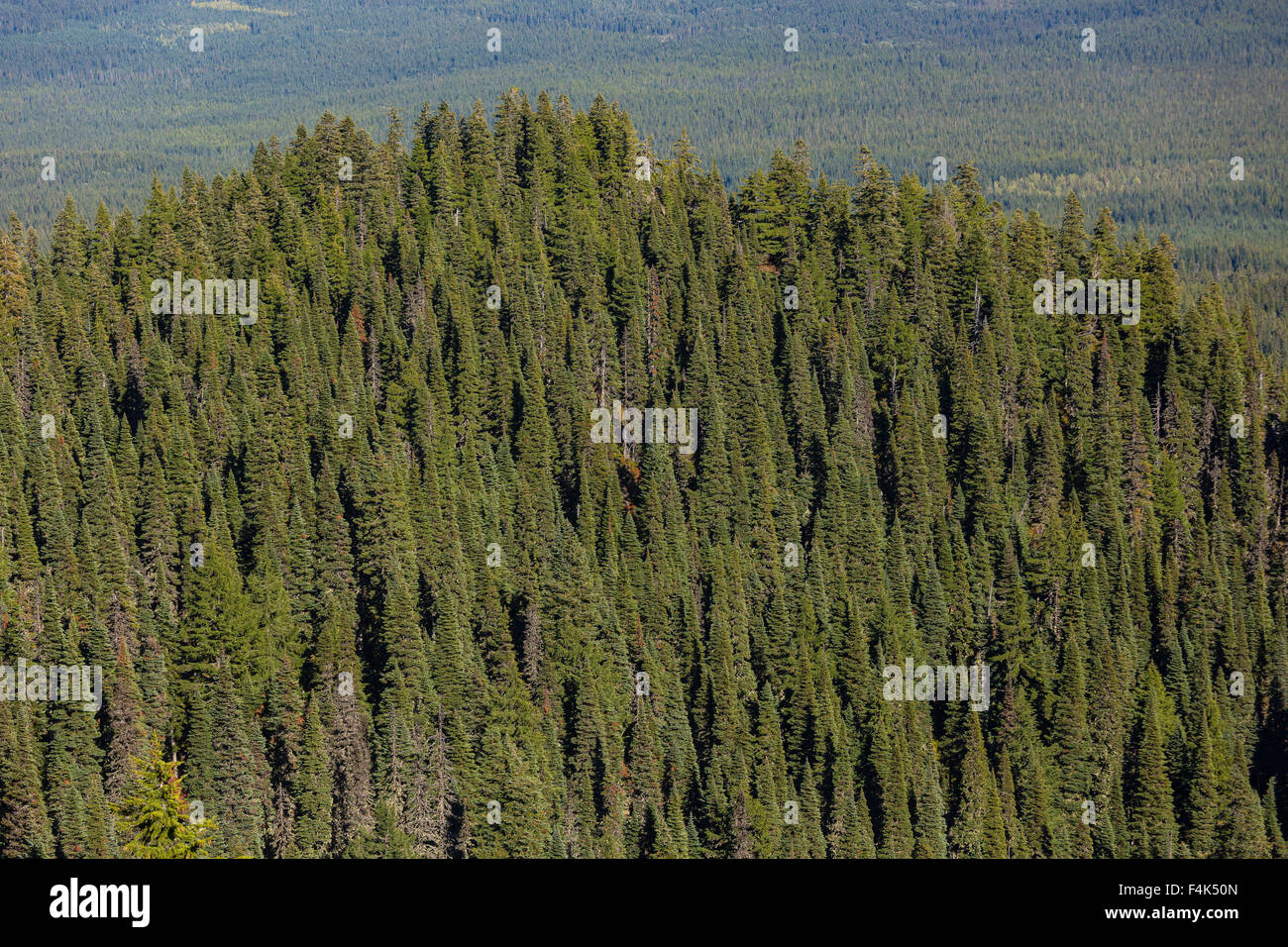 GIFFORD PINCHOT NATIONAL FOREST, WASHINGTON, USA Aerial view of