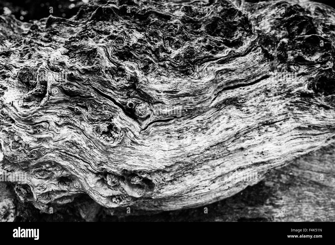 Black and white tree bark Stock Photo Alamy