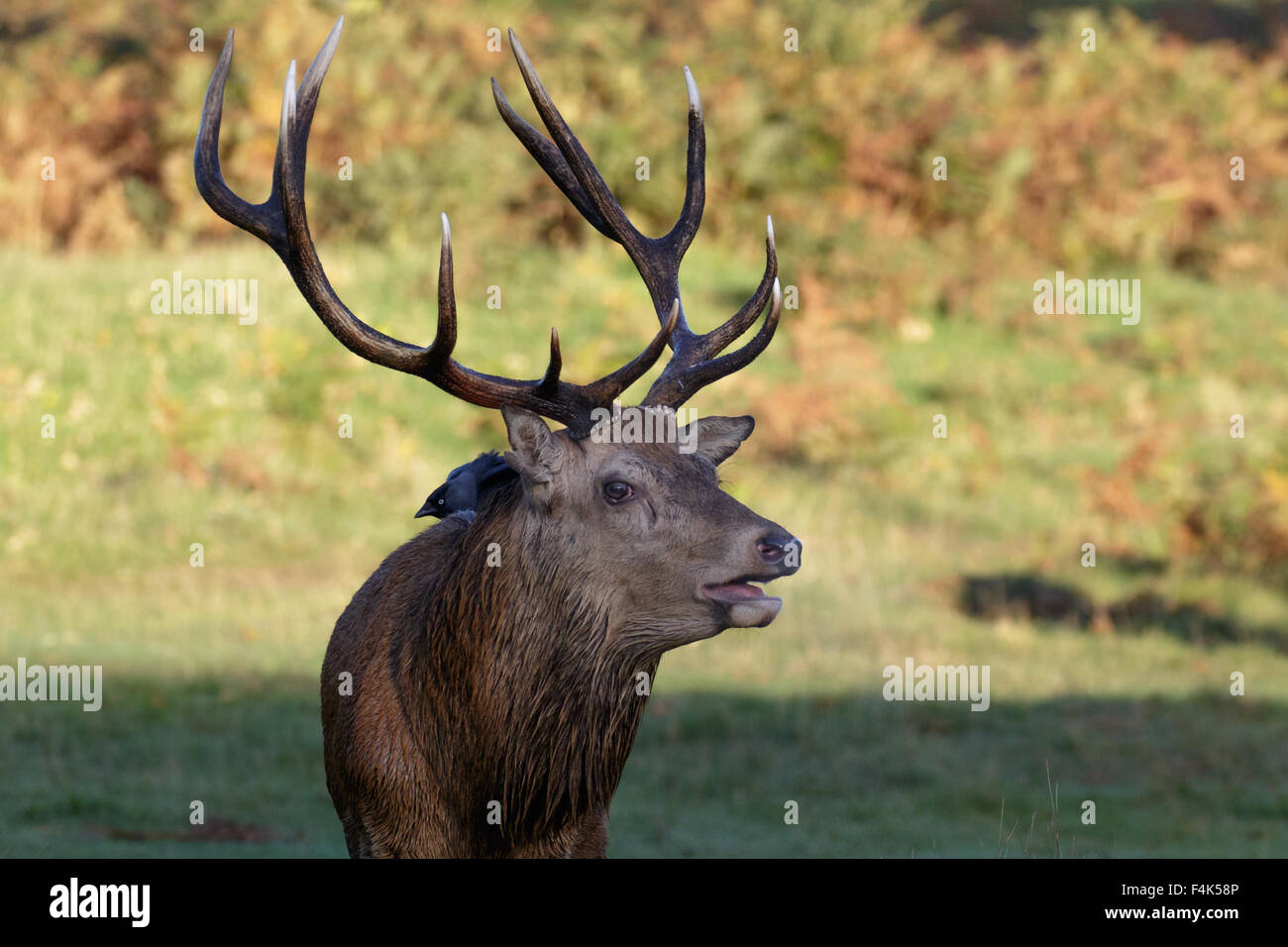Red Deer Stag with a Jackdaw on its' back. Stock Photo