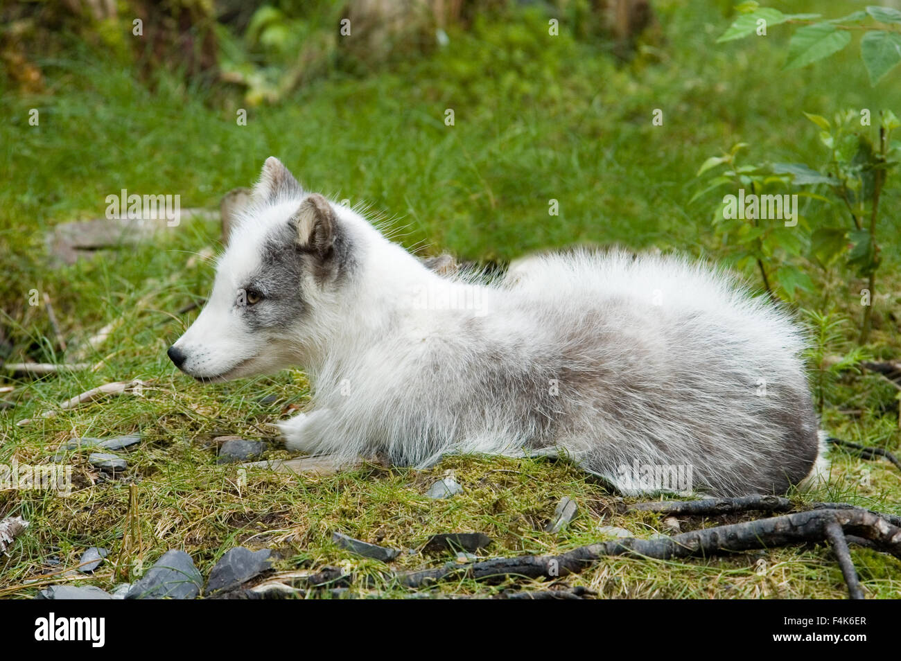 Arctic Fox lay  to rest Stock Photo