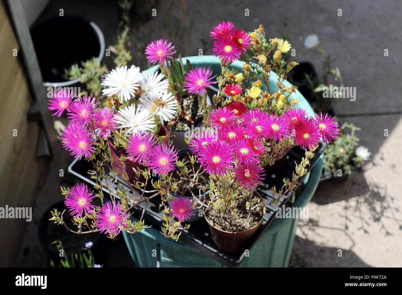 White, Red and Pink Pig face flowers or Mesembryanthemum , ice plant flowers, Livingstone Daisies in full bloom Stock Photo