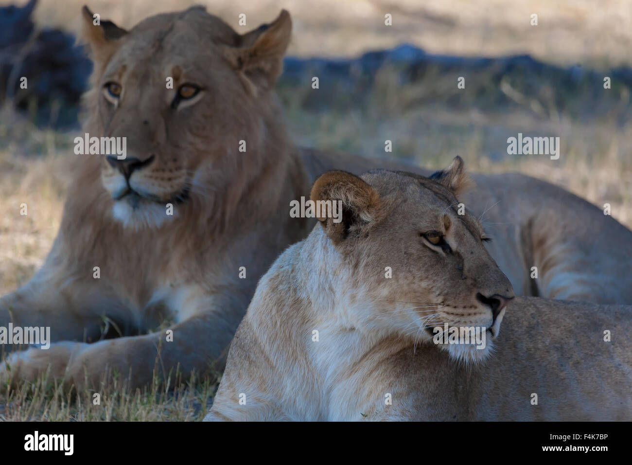 Lions lining in the bush ,Chobe National park, Botswana Stock Photo - Alamy