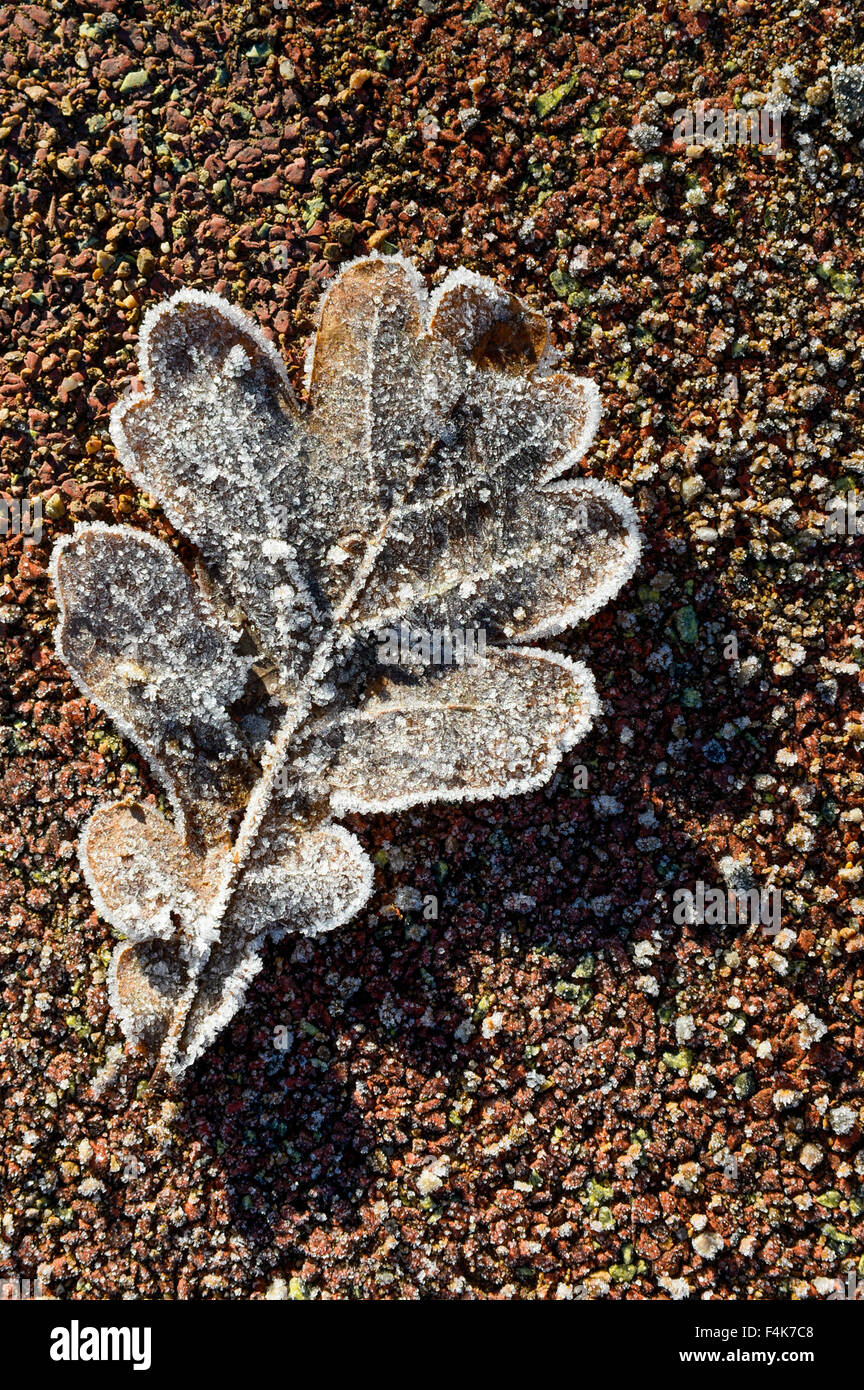 Frozen Oak leaf Stock Photo