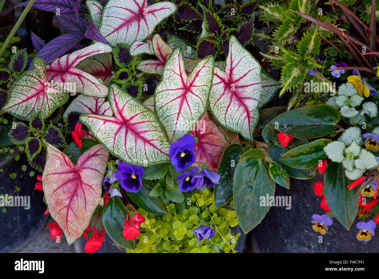 Grouping of pansies and veined coleus like flowers at the Grand Old Day Street Festival. St Paul