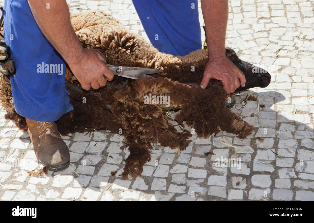 Sheep scissors hires stock photography and images Alamy