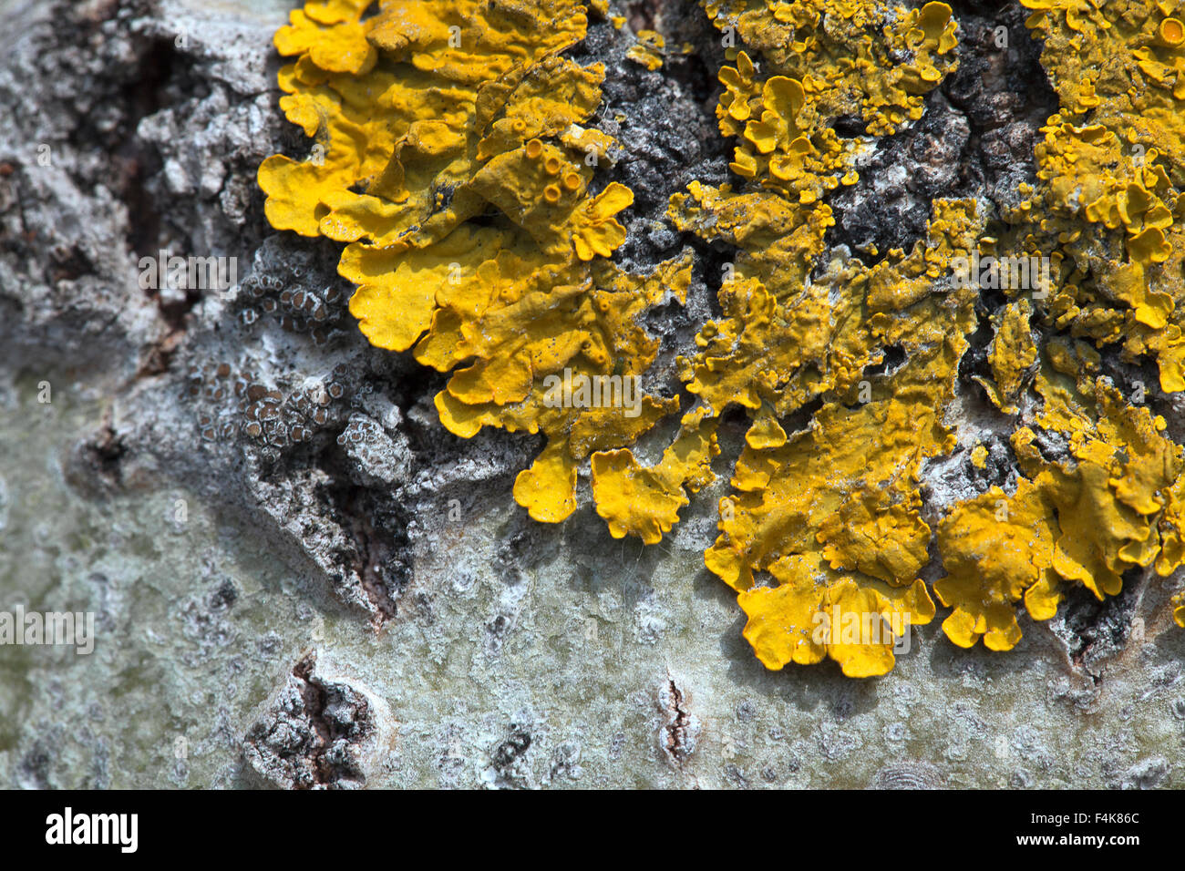 Macro shot of yellow lichen on a tree Stock Photo