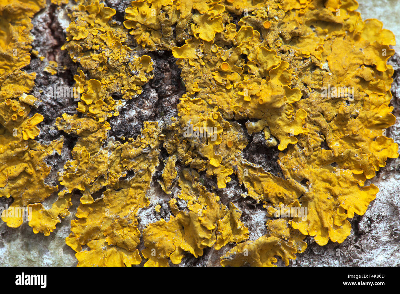 Macro shot of yellow lichen on a tree Stock Photo
