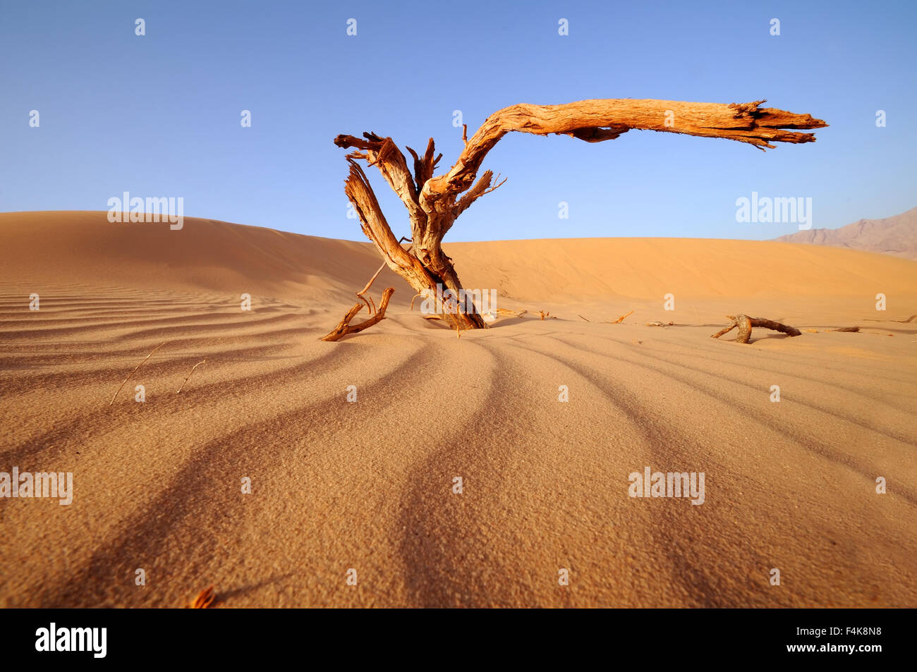 Dry tree in the desert Stock Photo