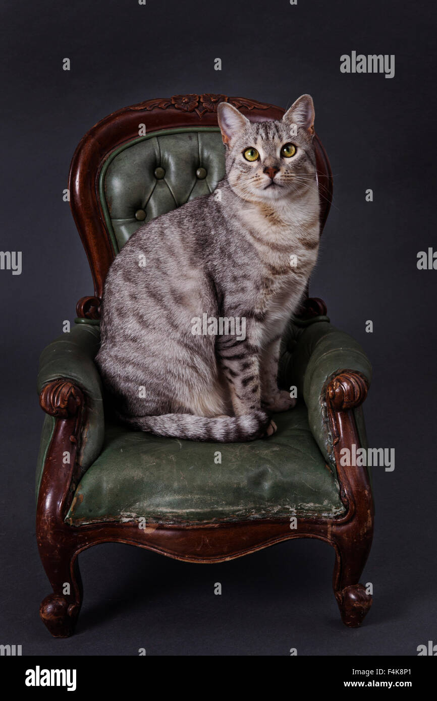 A pedigree Egyptian Mau cat sitting on a green Victorian style miniature leather armchair.a UK cats animal animals Stock Photo