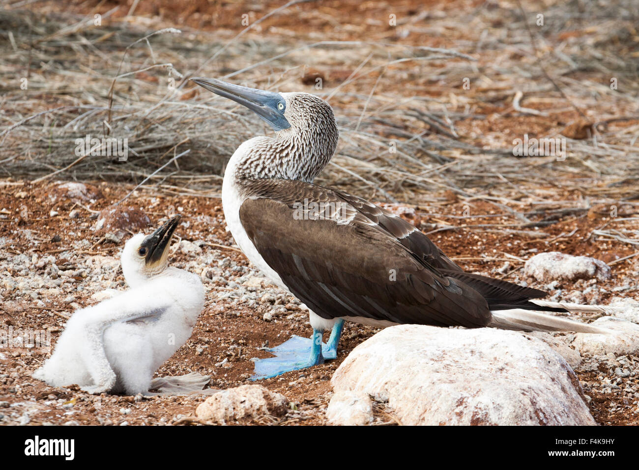 Blue-footed booby chick begging parent bird to be fed on North Seymour Island (Sula nebouxii) Stock Photo
