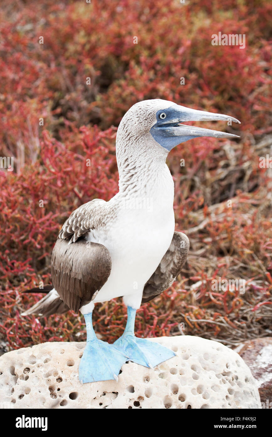 Blue-footed Booby (Sula nebouxii) perched on coral Stock Photo