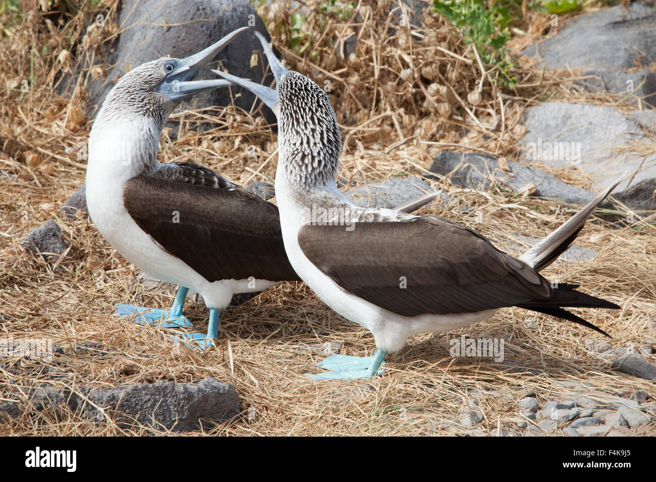 Blue-footed Boobies (Sula nebouxii) courting on Espanola Island in the Galapagos Islands, Ecuador Stock Photo