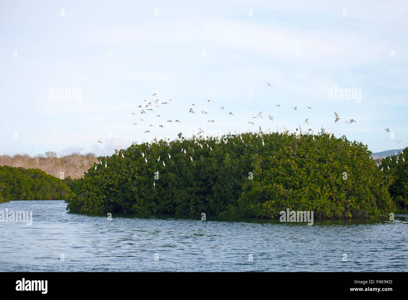 Cattle egrets (Bubulcus ibis) landing and roosting in trees on red mangrove island (Rhizophora mangle) Stock Photo