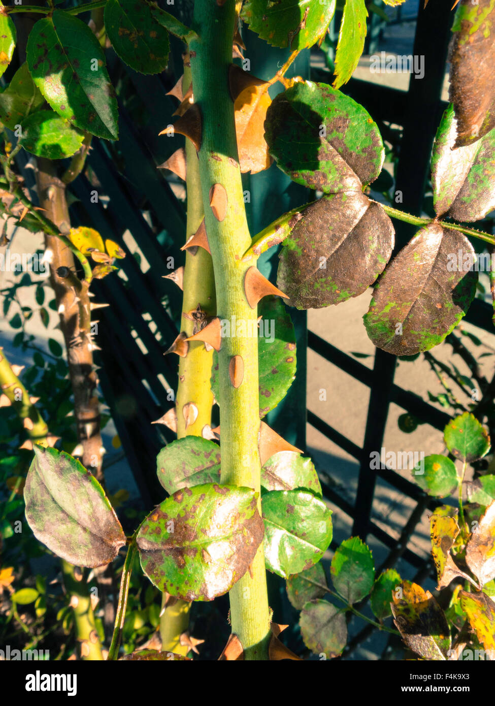 Rosebush Thorns Stock Photo Alamy