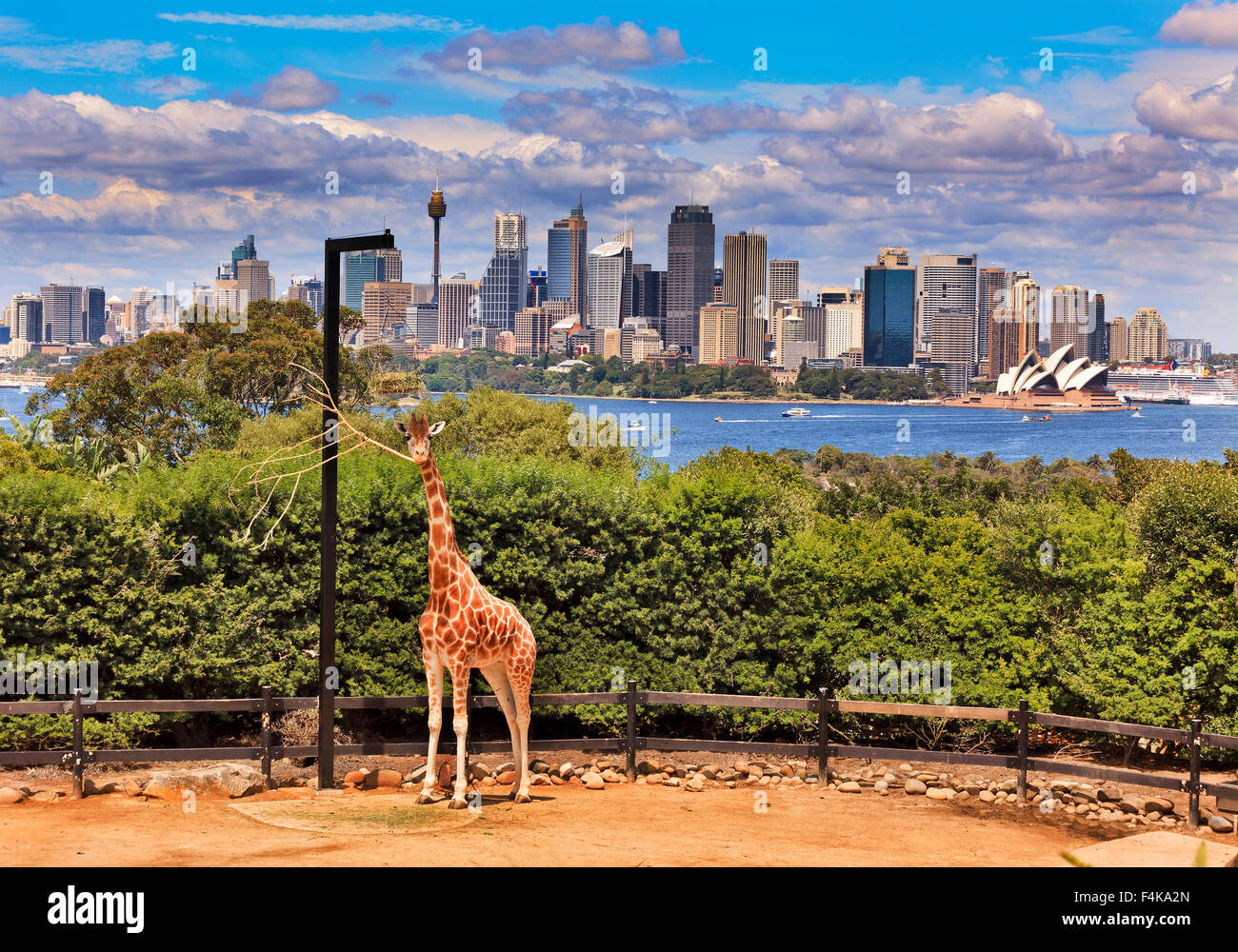 Australian cityscape of CBD across Harbour from green park with single giraffe in foreground Stock Photo