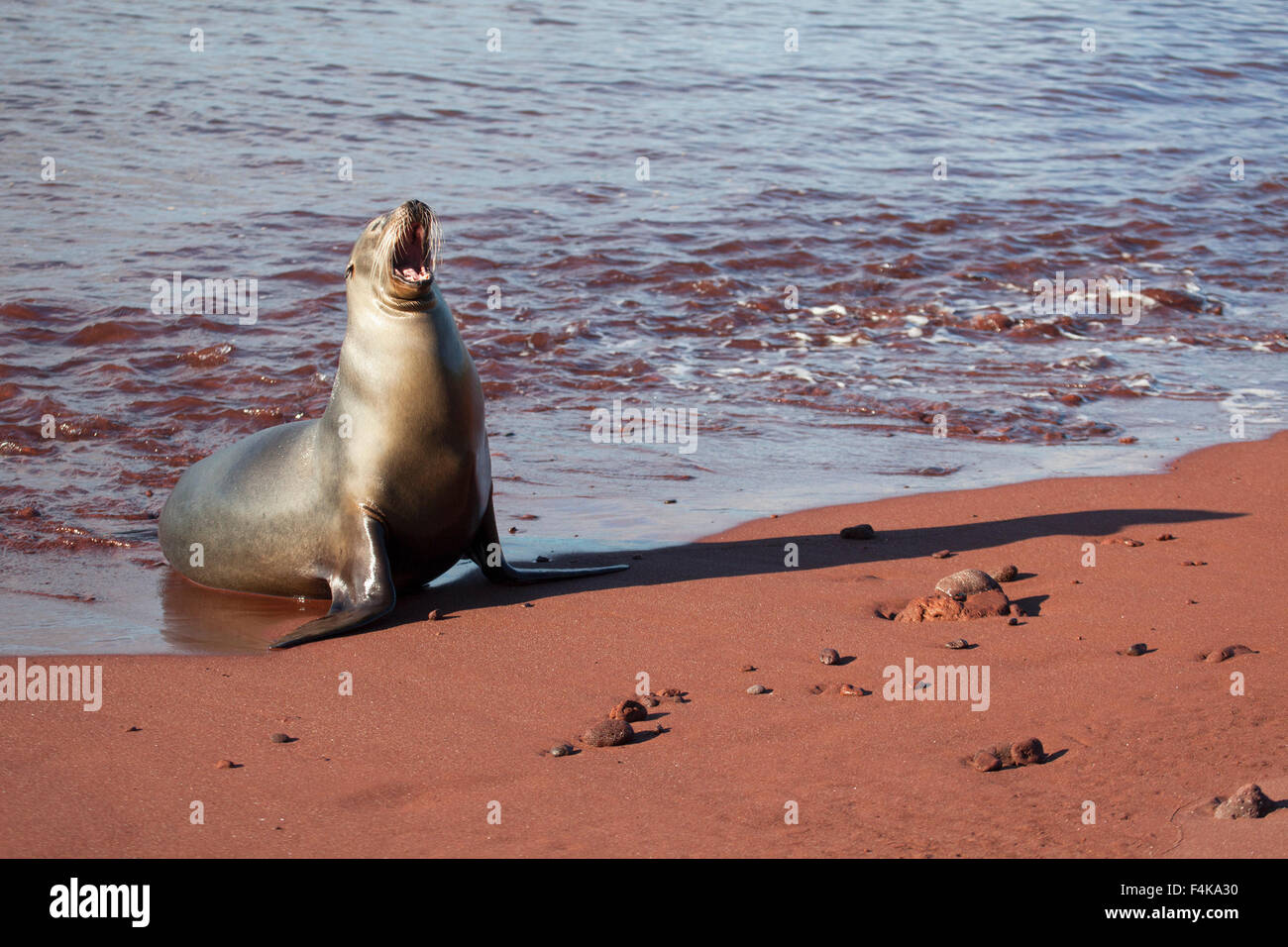 Galapagos Sea Lion (Zalophus wollebaeki) on volcanic beach with red sand from oxidation of iron rich lava Stock Photo