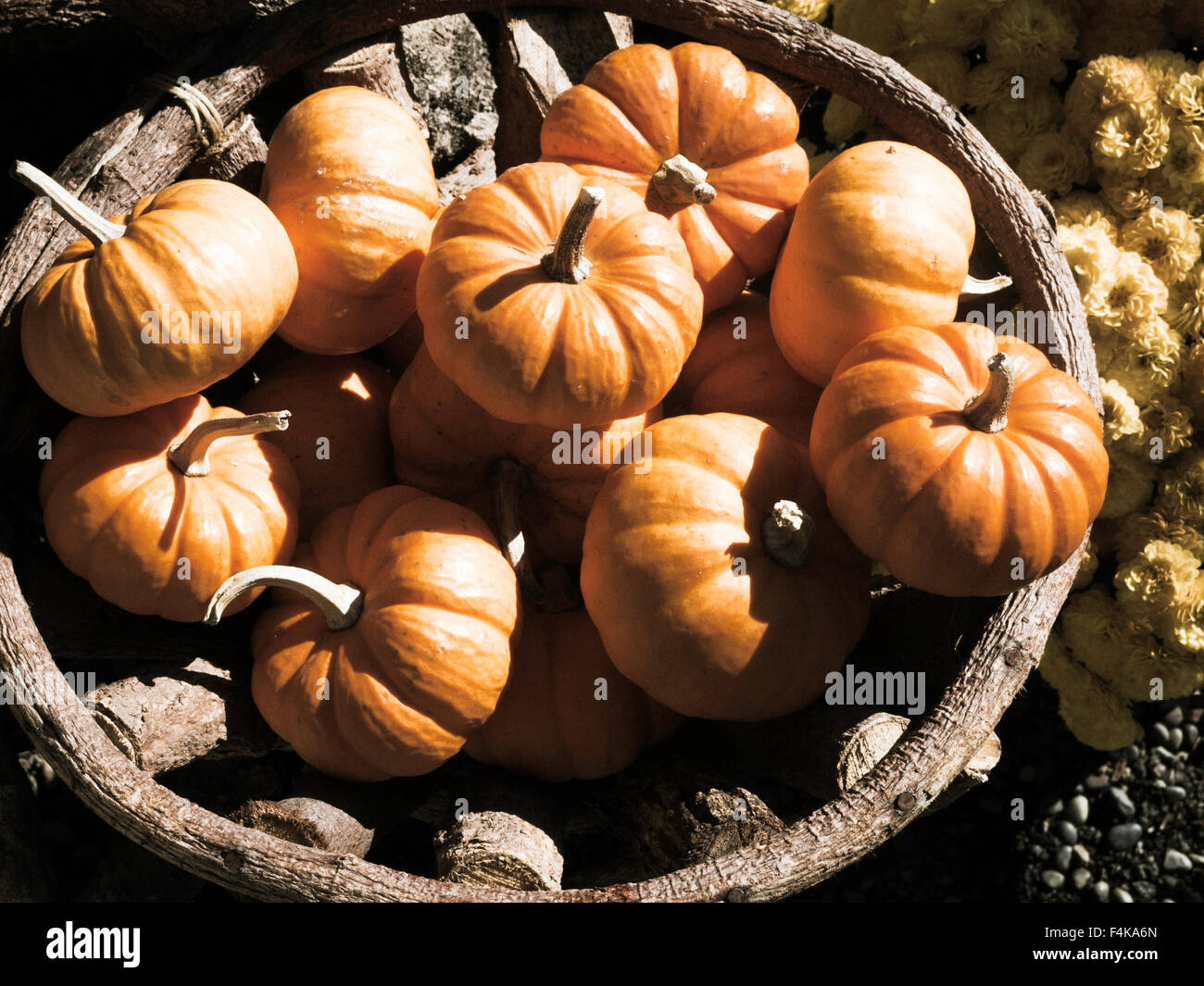 Miniature Pumpkins Stock Photo