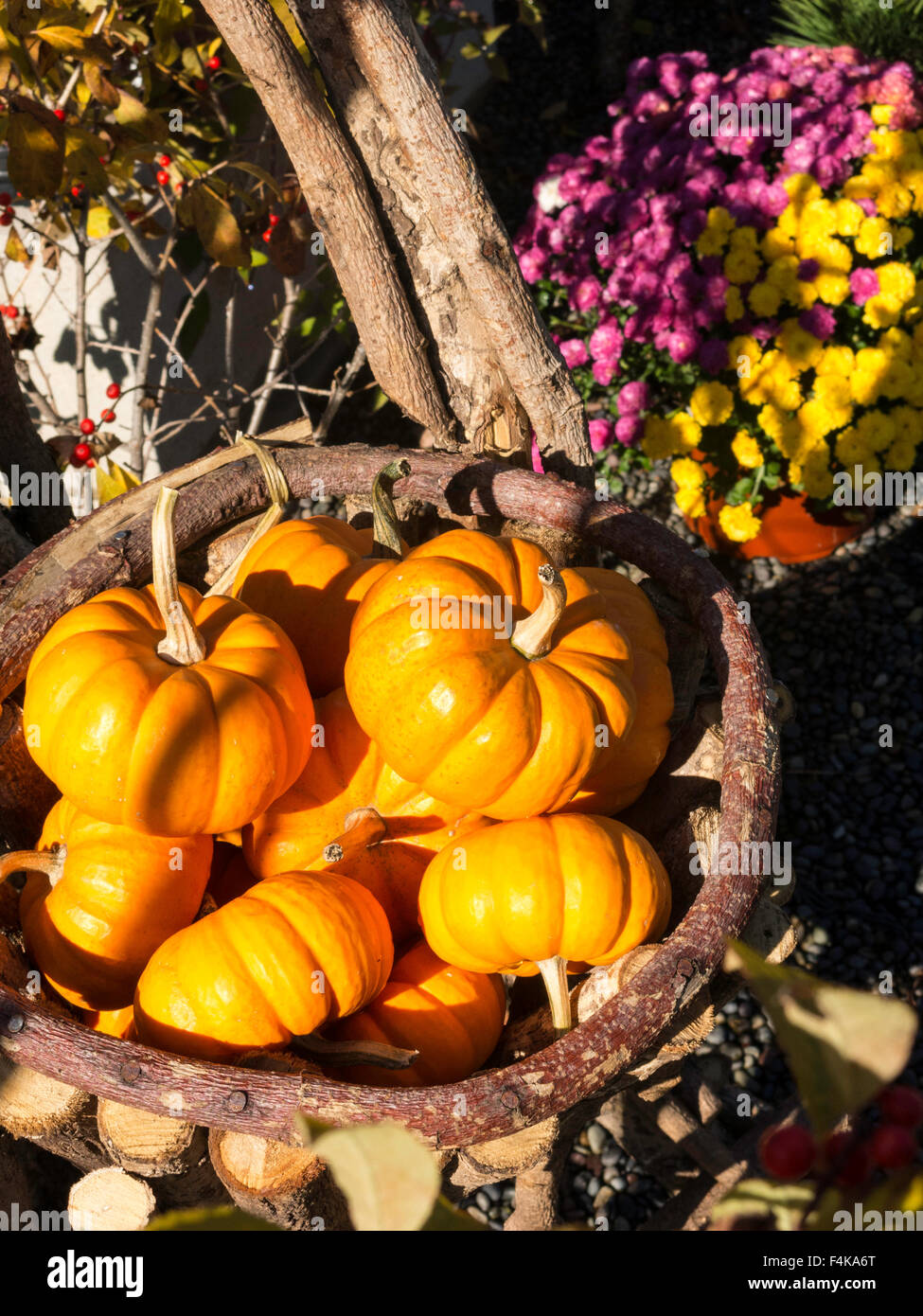 Miniature Pumpkins Stock Photo