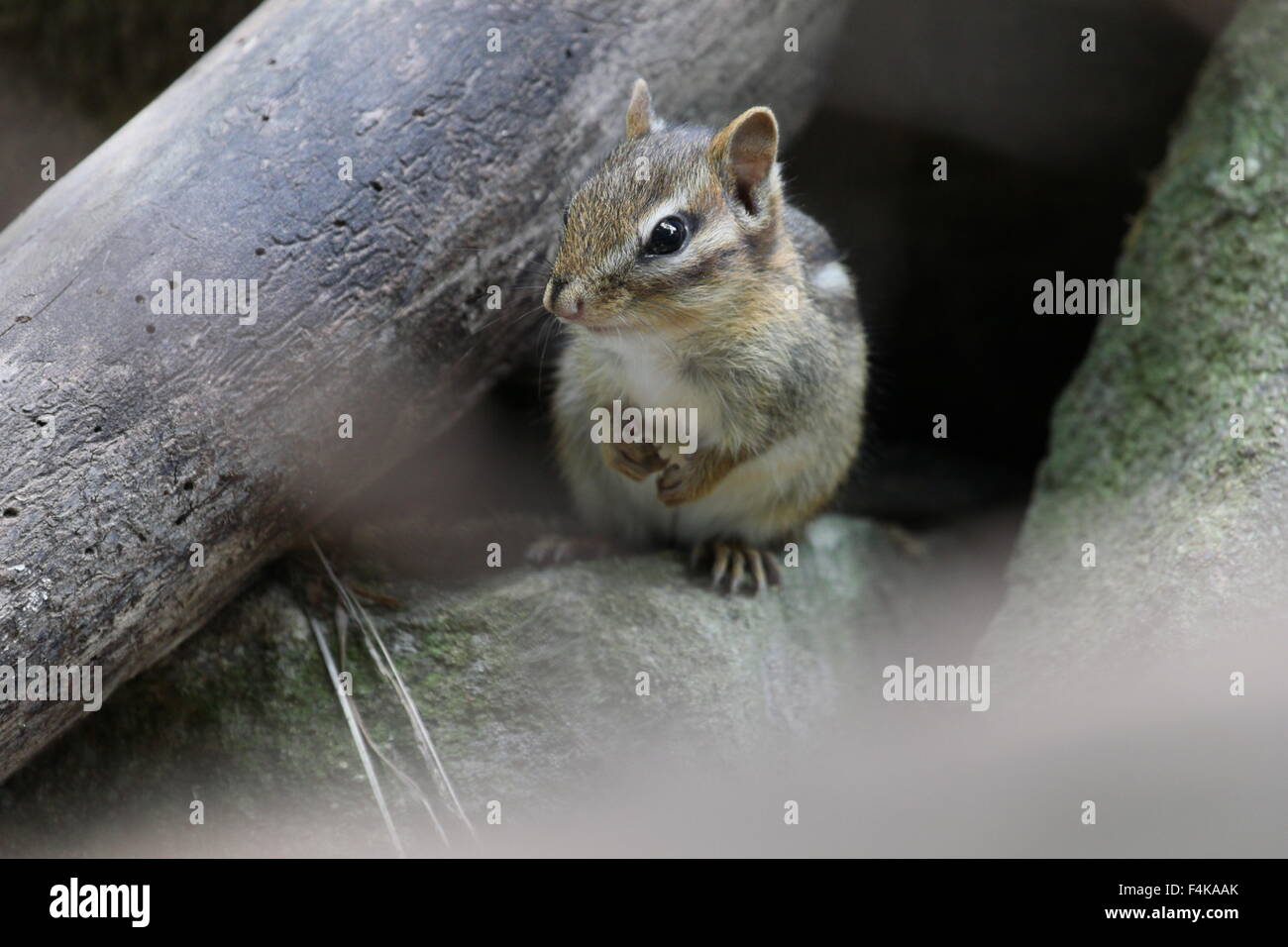 Chipmunk looking camera hi-res stock photography and images - Alamy