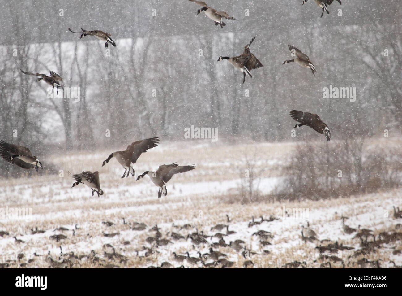 Canada geese in a snowy cornfield Stock Photo Alamy