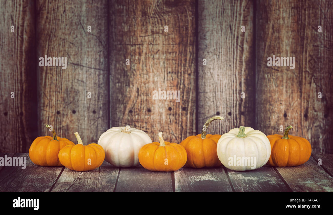 Mini pumpkins in a row against rustic wooden background Stock Photo