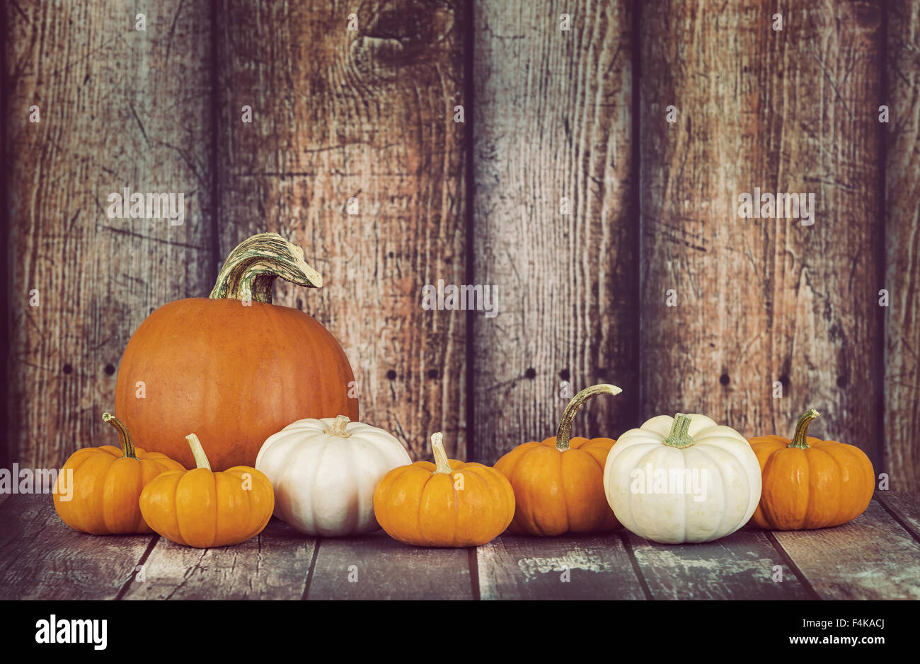 Pie pumpkin and mini pumpkins in a row against rustic wooden background Stock Photo