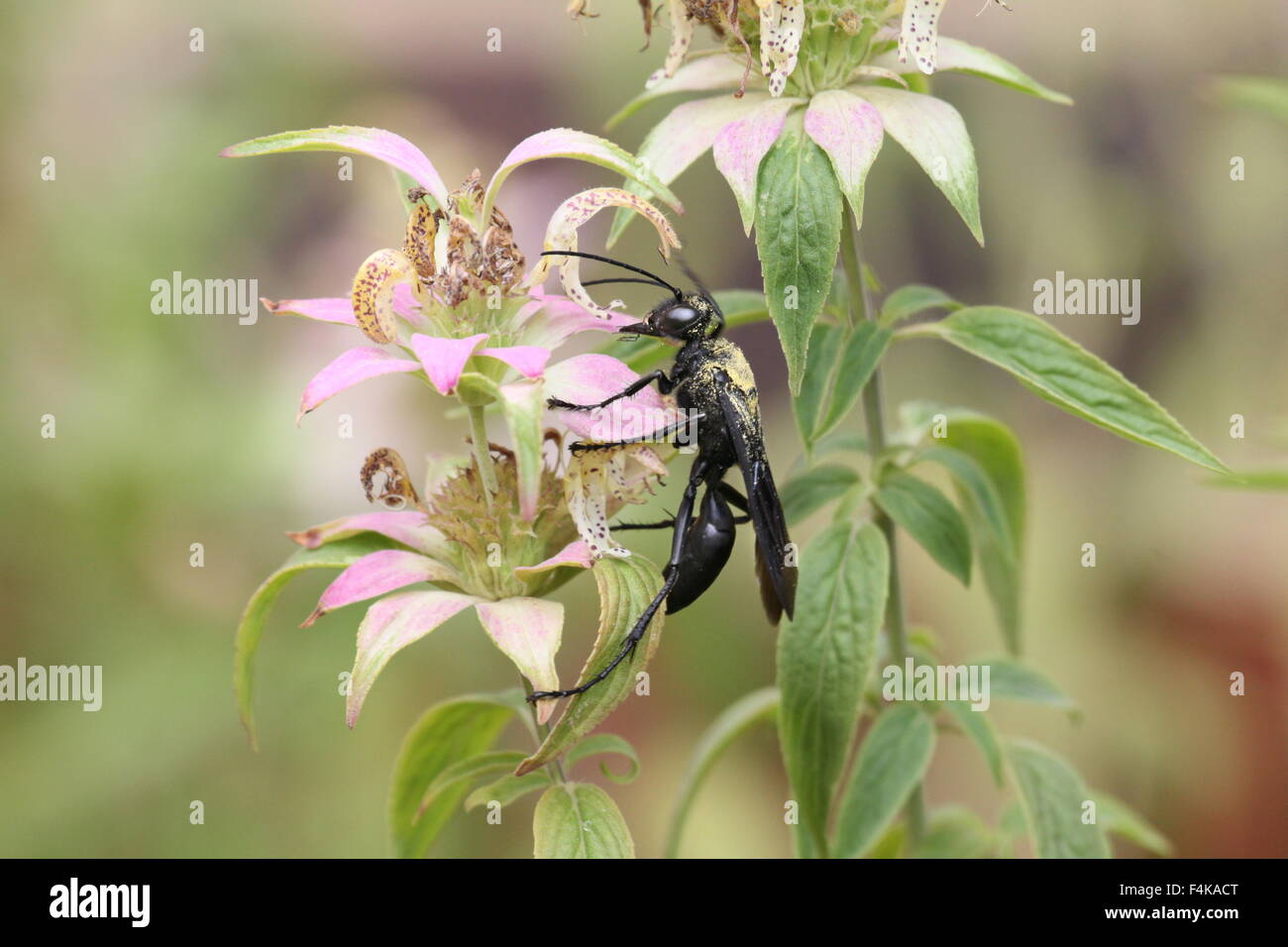 Pollen-covered wasp on a flower. Stock Photo