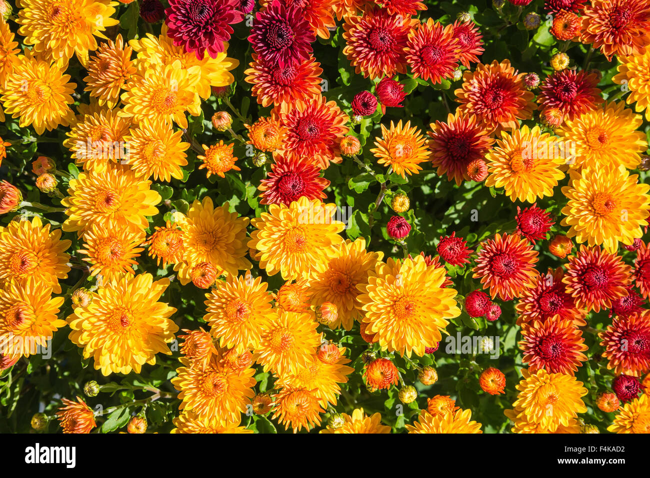 Colorful Autumn Mums or Chrysanthemums for flower background Stock Photo